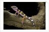 Eublepharis macularius f. albino (leopard gecko) by Anonymous