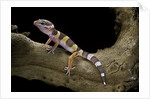 Eublepharis macularius f. albino (leopard gecko) by Anonymous