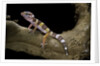 Eublepharis macularius f. albino (leopard gecko) by Anonymous