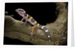 Eublepharis macularius f. albino (leopard gecko) by Anonymous