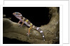Eublepharis macularius f. albino (leopard gecko) by Anonymous
