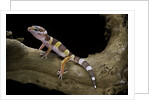 Eublepharis macularius f. albino (leopard gecko) by Anonymous