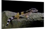 Eublepharis macularius f.golden (leopard gecko) by Anonymous