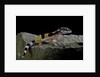 Eublepharis macularius f.golden (leopard gecko) by Anonymous