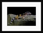 Eublepharis macularius f.golden (leopard gecko) by Anonymous