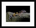 Eublepharis macularius f.golden (leopard gecko) by Corbis