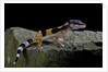 Eublepharis macularius f.golden (leopard gecko) by Corbis