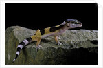 Eublepharis macularius f.golden (leopard gecko) by Corbis