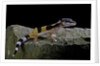 Eublepharis macularius f.golden (leopard gecko) by Anonymous