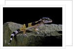 Eublepharis macularius f.golden (leopard gecko) by Corbis