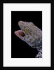 Gekko gecko (tokay gecko) by Anonymous