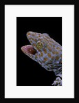 Gekko gecko (tokay gecko) by Anonymous