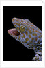 Gekko gecko (tokay gecko) by Anonymous