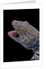 Gekko gecko (tokay gecko) by Anonymous