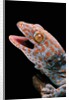 Gekko gecko (tokay gecko) by Anonymous