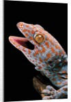 Gekko gecko (tokay gecko) by Anonymous