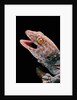 Gekko gecko (tokay gecko) by Anonymous
