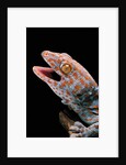 Gekko gecko (tokay gecko) by Anonymous
