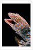 Gekko gecko (tokay gecko) by Anonymous