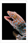 Gekko gecko (tokay gecko) by Anonymous
