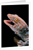 Gekko gecko (tokay gecko) by Anonymous