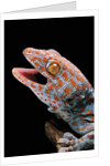 Gekko gecko (tokay gecko) by Anonymous