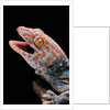 Gekko gecko (tokay gecko) by Anonymous