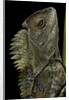 Gonocephalus chamaeleontinus (hump-beaded dragon) by Anonymous