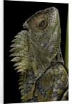 Gonocephalus chamaeleontinus (hump-beaded dragon) by Anonymous