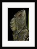 Gonocephalus chamaeleontinus (hump-beaded dragon) by Anonymous