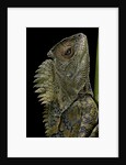 Gonocephalus chamaeleontinus (hump-beaded dragon) by Anonymous
