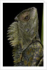 Gonocephalus chamaeleontinus (hump-beaded dragon) by Anonymous