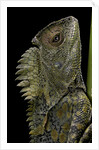Gonocephalus chamaeleontinus (hump-beaded dragon) by Anonymous