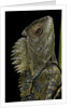 Gonocephalus chamaeleontinus (hump-beaded dragon) by Anonymous