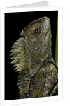 Gonocephalus chamaeleontinus (hump-beaded dragon) by Anonymous