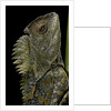 Gonocephalus chamaeleontinus (hump-beaded dragon) by Anonymous