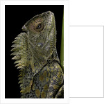 Gonocephalus chamaeleontinus (hump-beaded dragon) by Anonymous
