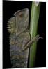 Gonocephalus chamaeleontinus (hump-beaded dragon) by Anonymous