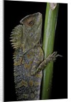 Gonocephalus chamaeleontinus (hump-beaded dragon) by Anonymous