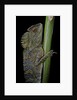 Gonocephalus chamaeleontinus (hump-beaded dragon) by Anonymous