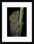Gonocephalus chamaeleontinus (hump-beaded dragon) by Anonymous