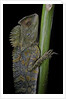 Gonocephalus chamaeleontinus (hump-beaded dragon) by Anonymous