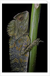 Gonocephalus chamaeleontinus (hump-beaded dragon) by Anonymous
