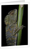 Gonocephalus chamaeleontinus (hump-beaded dragon) by Anonymous