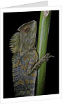 Gonocephalus chamaeleontinus (hump-beaded dragon) by Anonymous