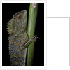 Gonocephalus chamaeleontinus (hump-beaded dragon) by Anonymous