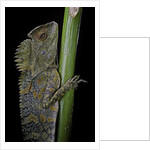 Gonocephalus chamaeleontinus (hump-beaded dragon) by Anonymous