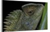 Gonocephalus chamaeleontinus (hump-beaded dragon) by Anonymous