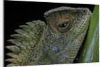 Gonocephalus chamaeleontinus (hump-beaded dragon) by Anonymous