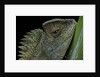 Gonocephalus chamaeleontinus (hump-beaded dragon) by Anonymous